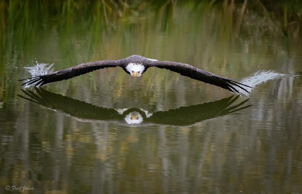 an-eagle-soaring-over-a-lake-in-canada