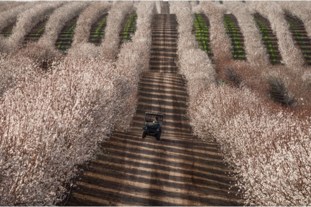 tractor-among-almond-fields-california